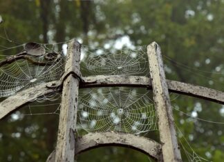 Z czego można zrobić pajęczynę na Halloween?